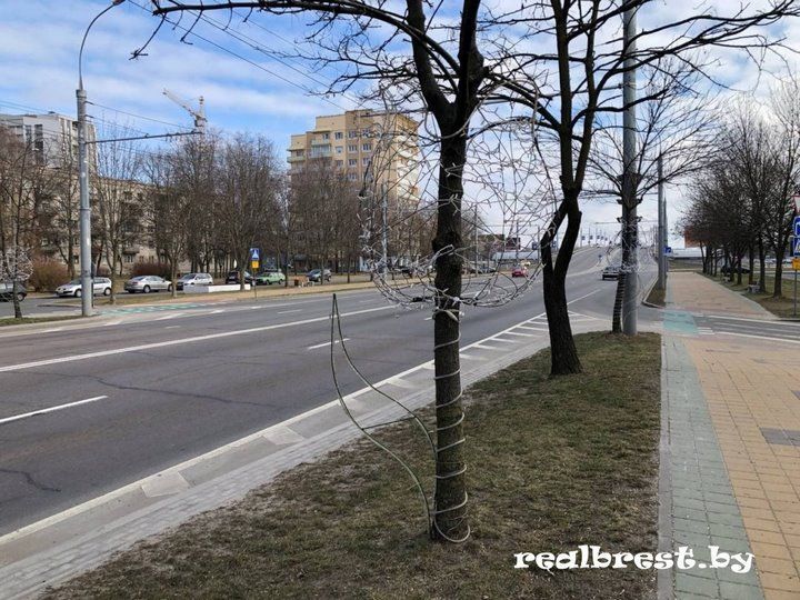 Аллею из светодиодных тюльпанов установили в Бресте