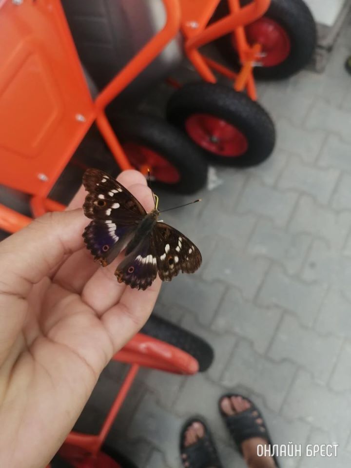 Переливница ивовая. Редкий вид бабочек