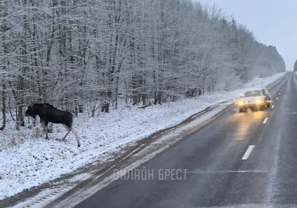 Очевидец: Лось на дороге. Брестская область, Ивацевичский район