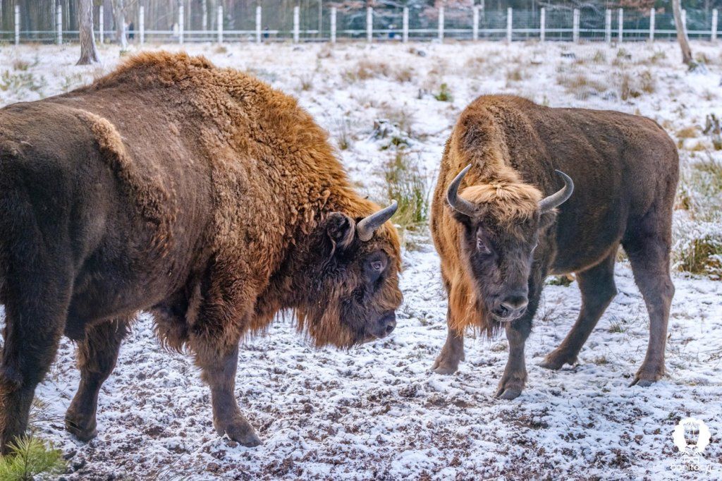 Зубры, снег и бескрайние леса – смотрите зимние фото Беловежской пущи