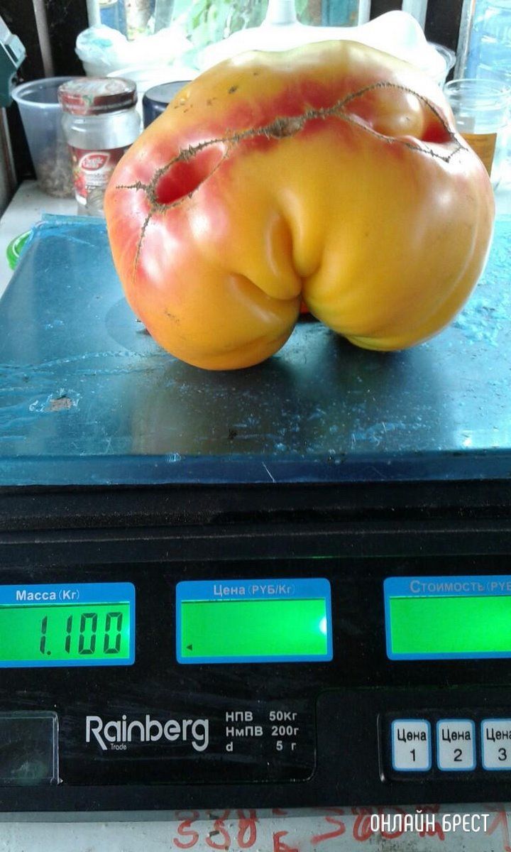 Читатель: Огромные помидоры выросли в д. Струга (Малоритский район)