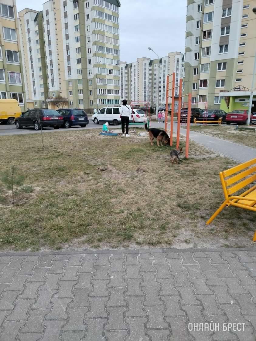Читатель: Вот такие собаки гуляют во дворах в Бресте на Пронягина/Гвардейская. С детьми спокойно не погуляешь
