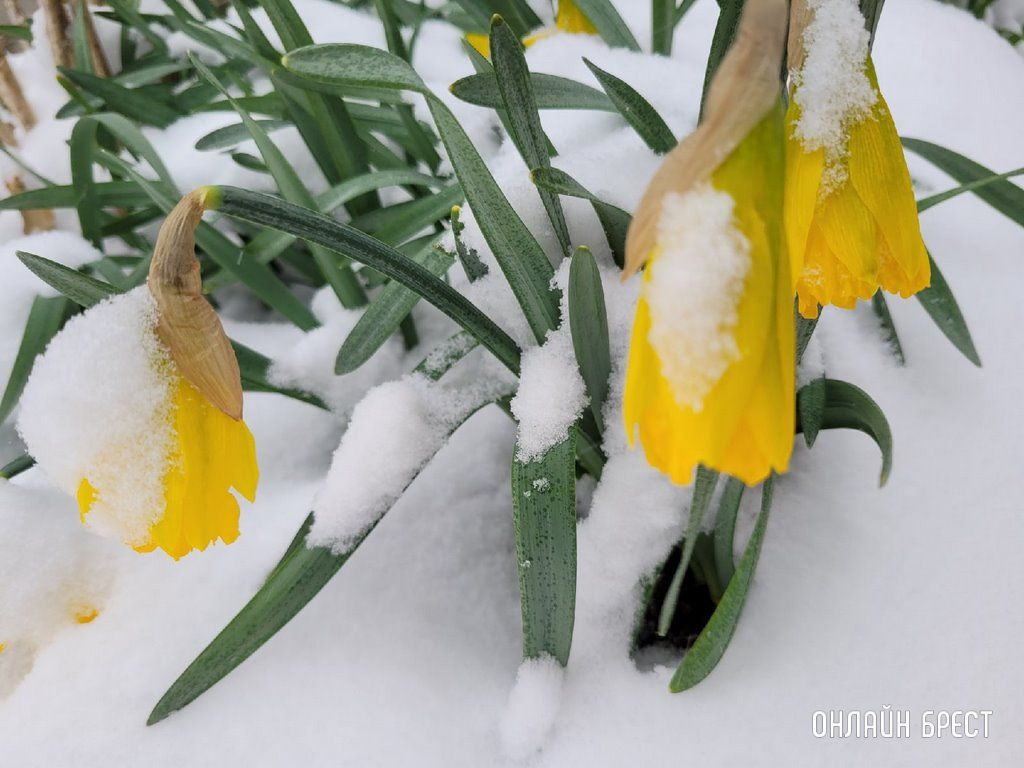 Читатель: Контраст. Цветущие деревья и снег