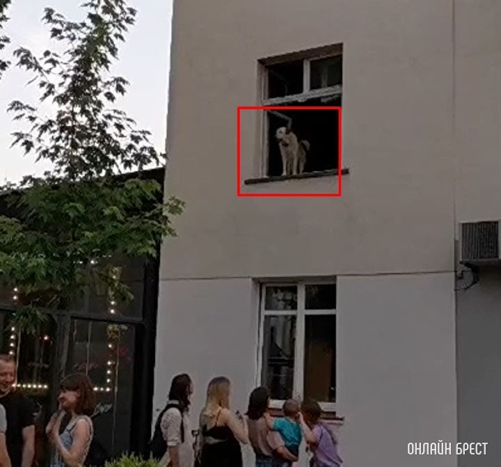 Вот такая атмосфера была на Советской в Бресте. Даже собака смотрела :)