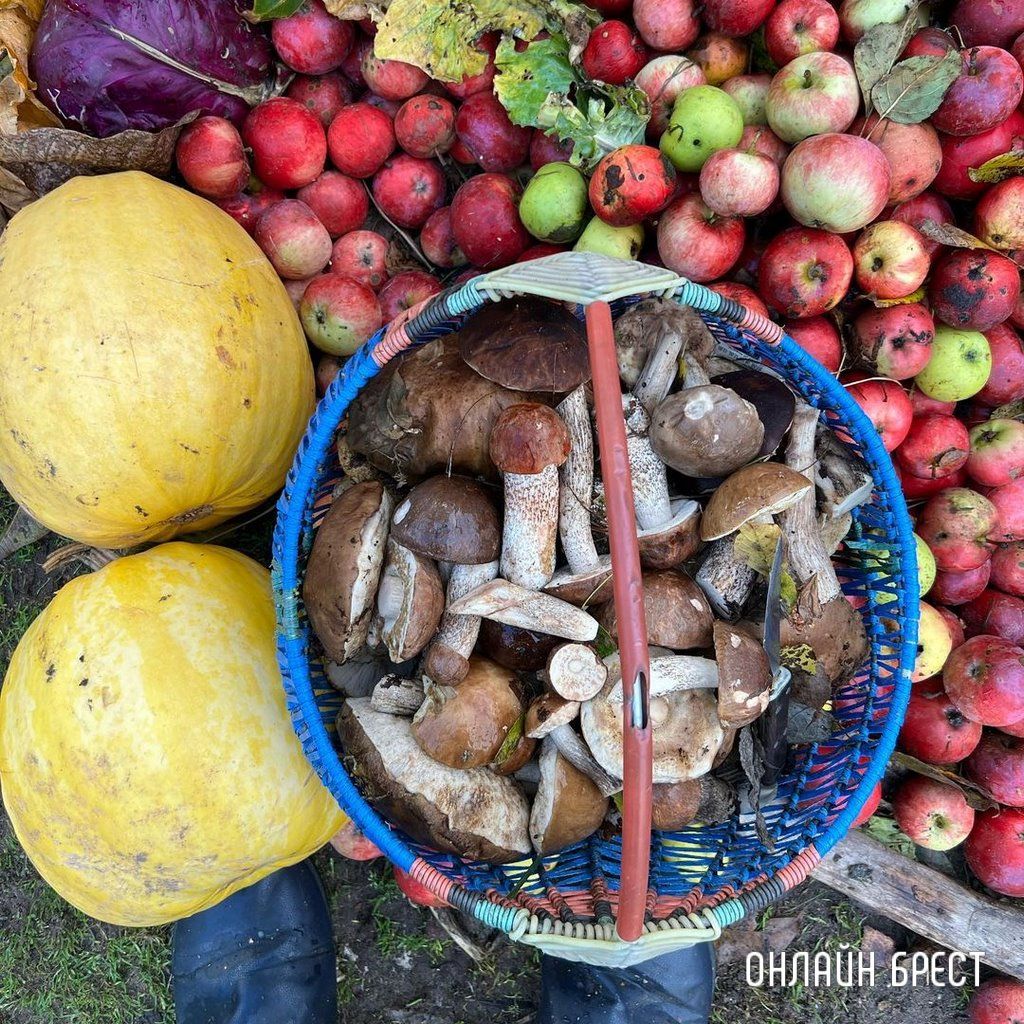 Читатель: Грибная «охота» удалась :)