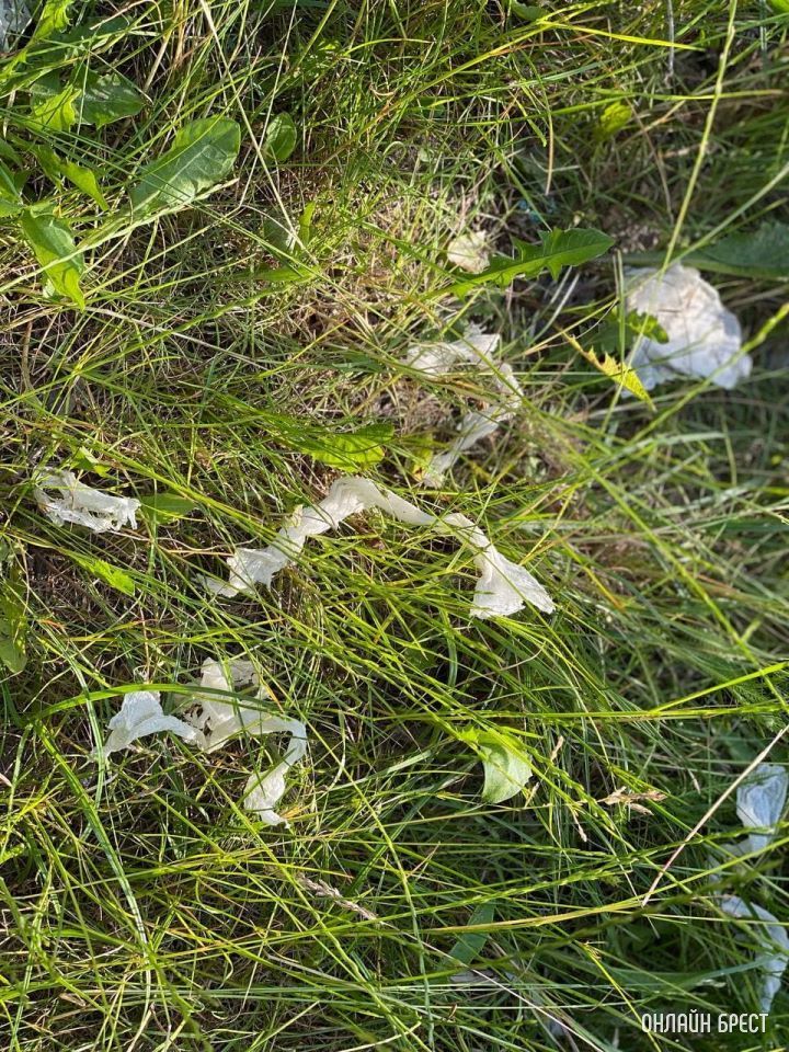 Брестчане, отдыхающие у открытых водоемов, хотелось бы обратиться к вам!