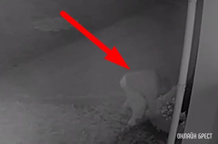 В Бресте возле ЗАГСа неизвестный человек утащил цветы с клумбы