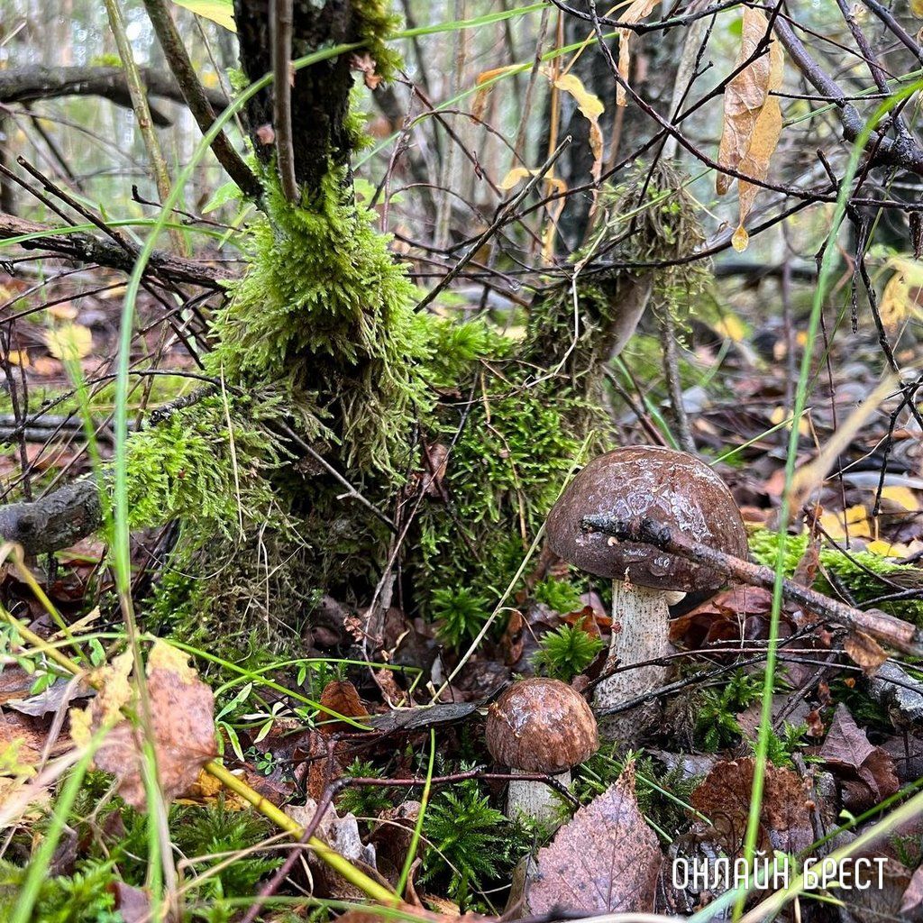 Читатель: Грибная «охота» удалась :)