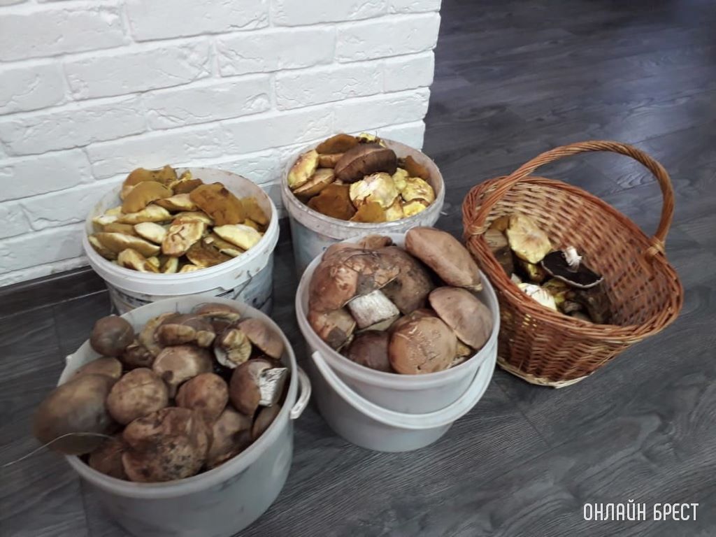 Грибной «улов» наших читателей