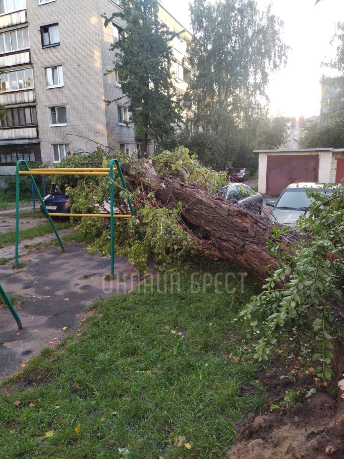 Читатель: Последствия ночной непогоды в Бресте. На ул. Куйбышева и ул. Янки Купалы деревья упали на машины