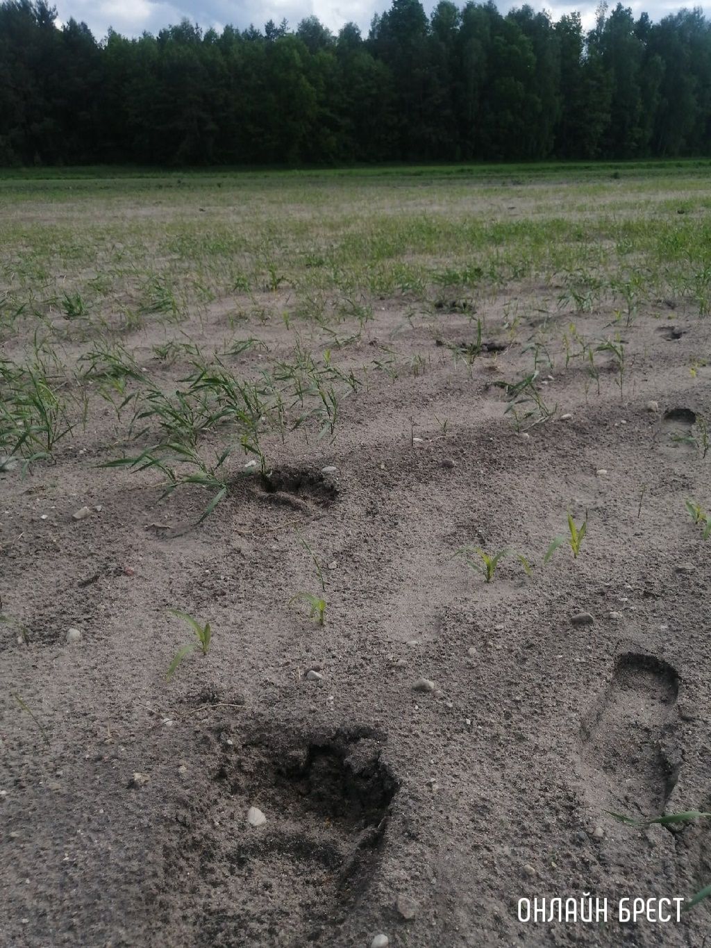 Читатель: Следы медведя? Фото сделаны в Жабинковском районе