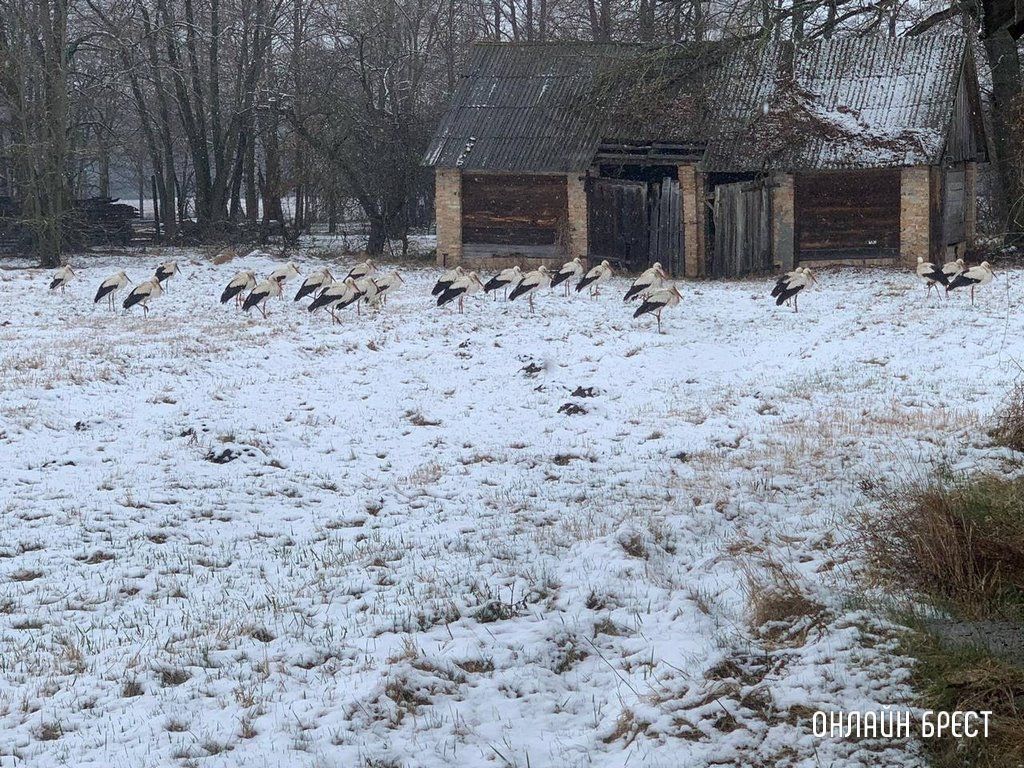 Читатель: Снег и аисты. Фото сделано в Кобринском районе