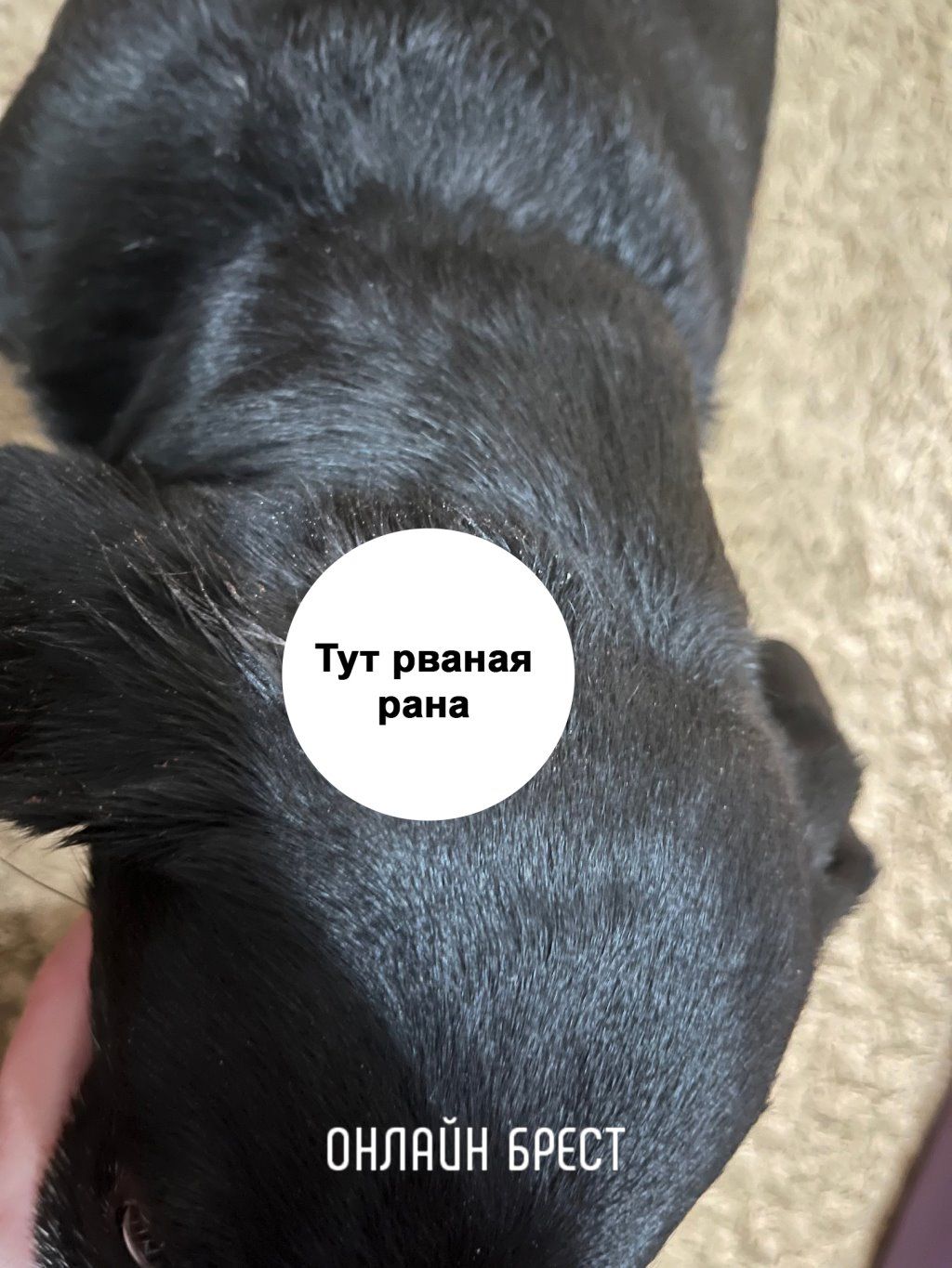 Читательница: Напала собака... Случай в Бресте