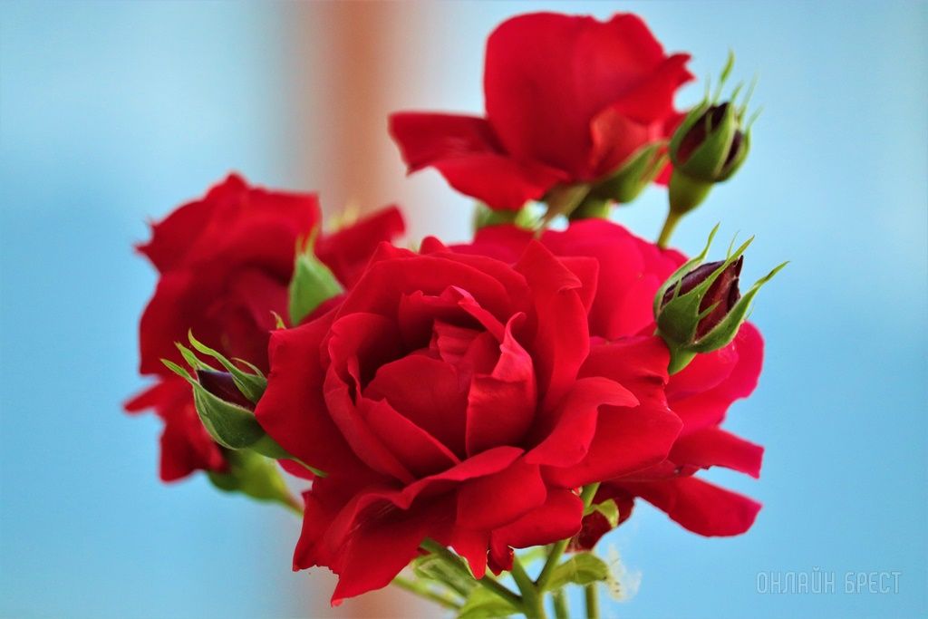 Читатель: Смотрите, какая красота украшает дворик 28-ой брестской школы