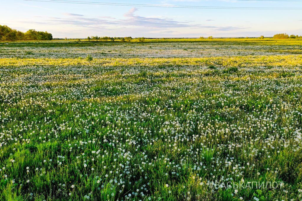 Из жёлтого в белый. Так сейчас выглядит то самое огромное поле одуванчиков, которое находится недалеко от Бреста