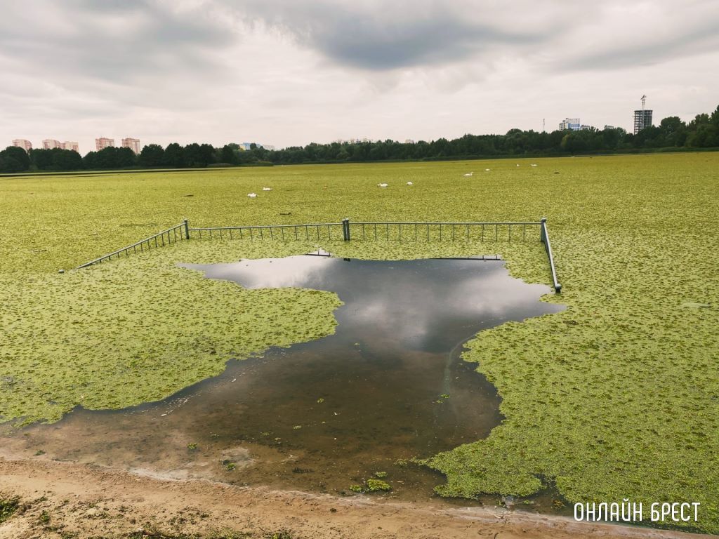 Брест, Набережная. Мухавец затянуло полностью