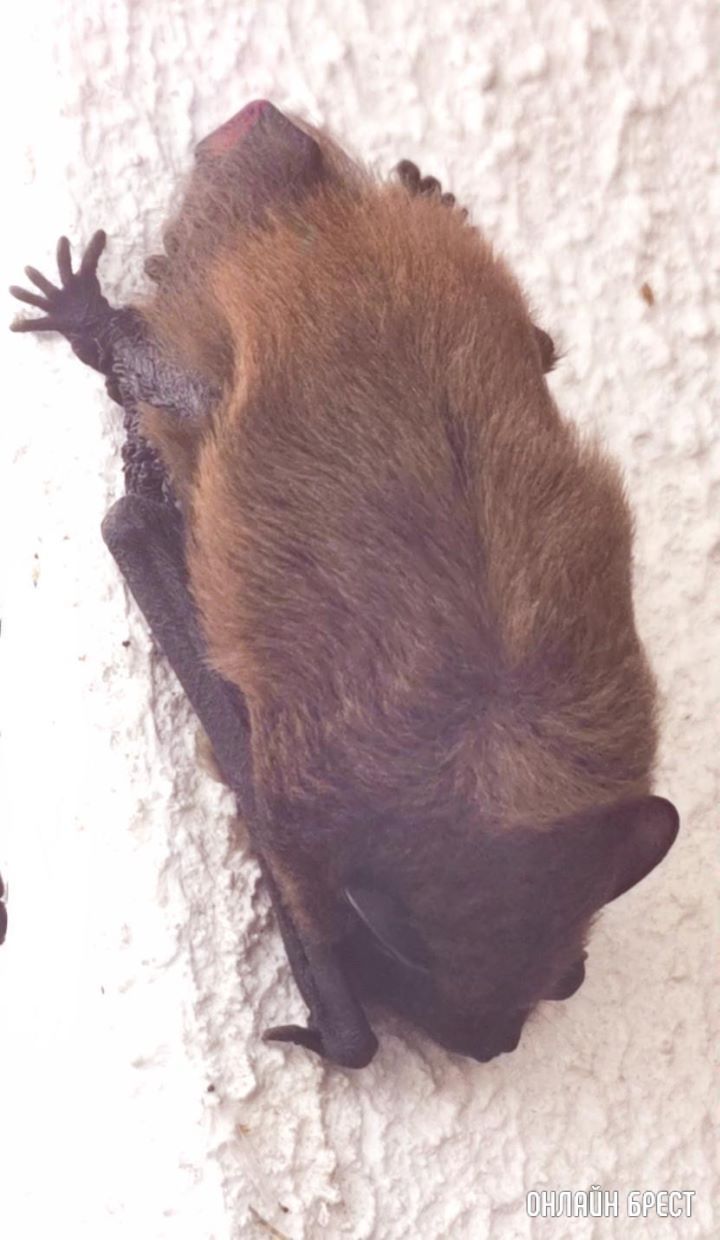 Вот такой мышонок сидел на здании в Бресте