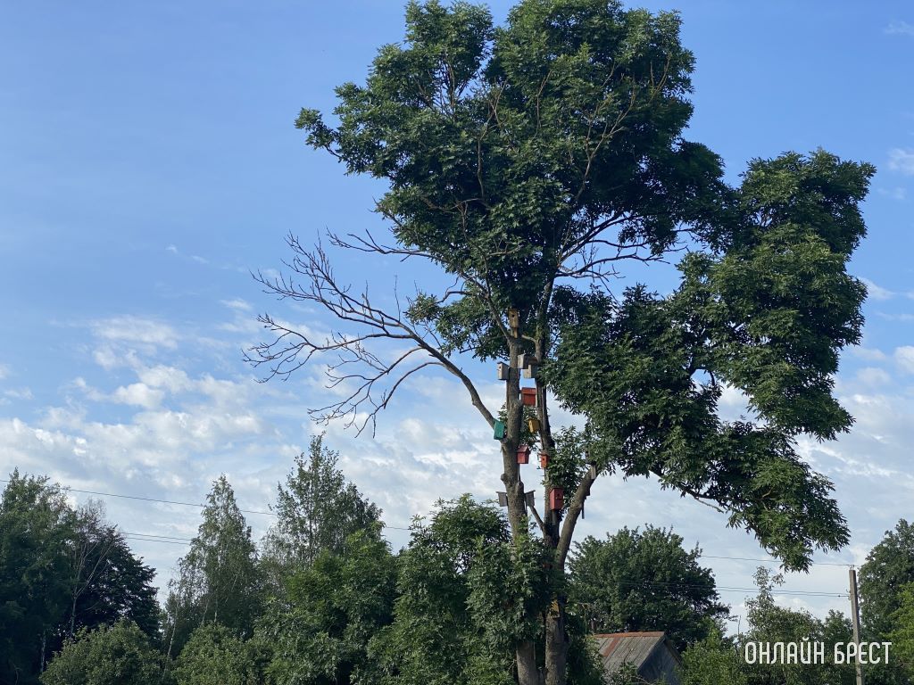 Посмотрите, сколько скворечников на дереве
