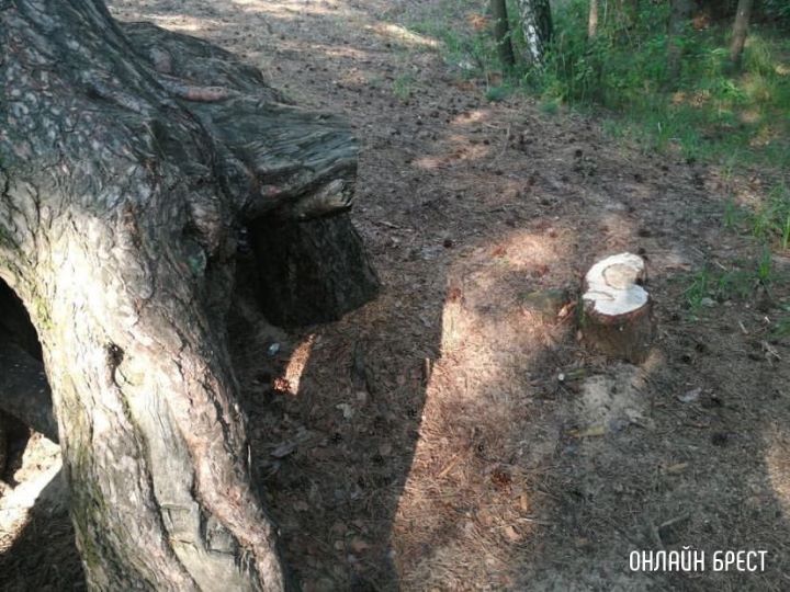 Эти корни стали вырезать кусками. Зачем?