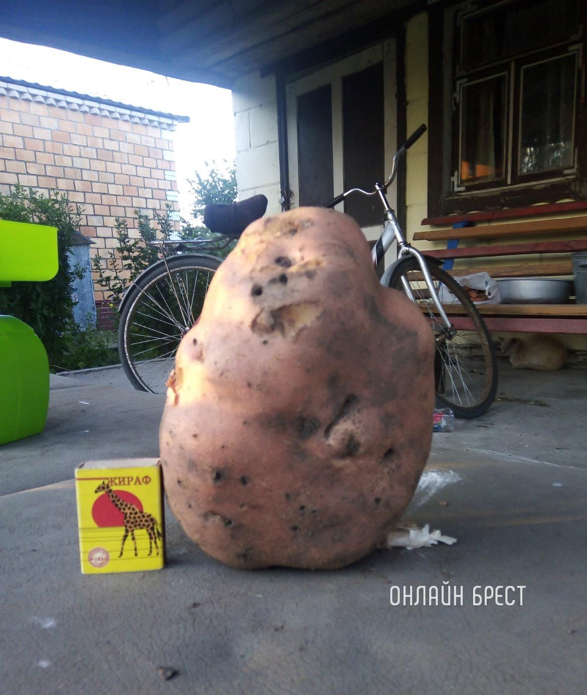 Читатель: Урожай 2022. Картошка-гигант. Вес: 950 гр.