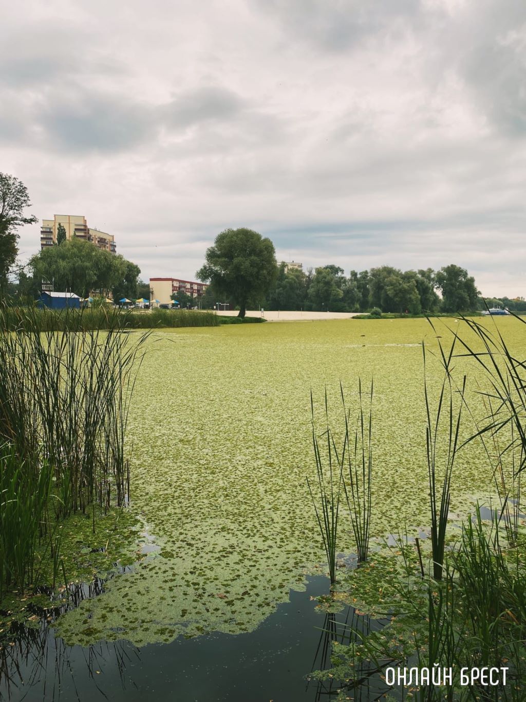 Брест, Набережная. Мухавец затянуло полностью