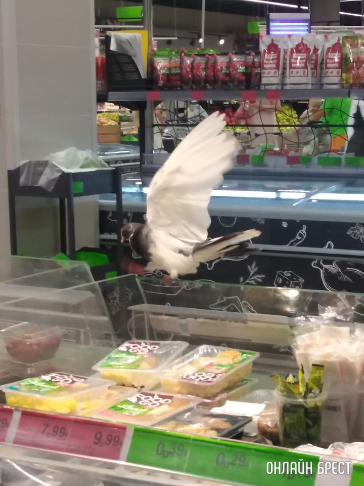 Голубь посетил Евроопт на Варшавском шоссе в Бресте :)