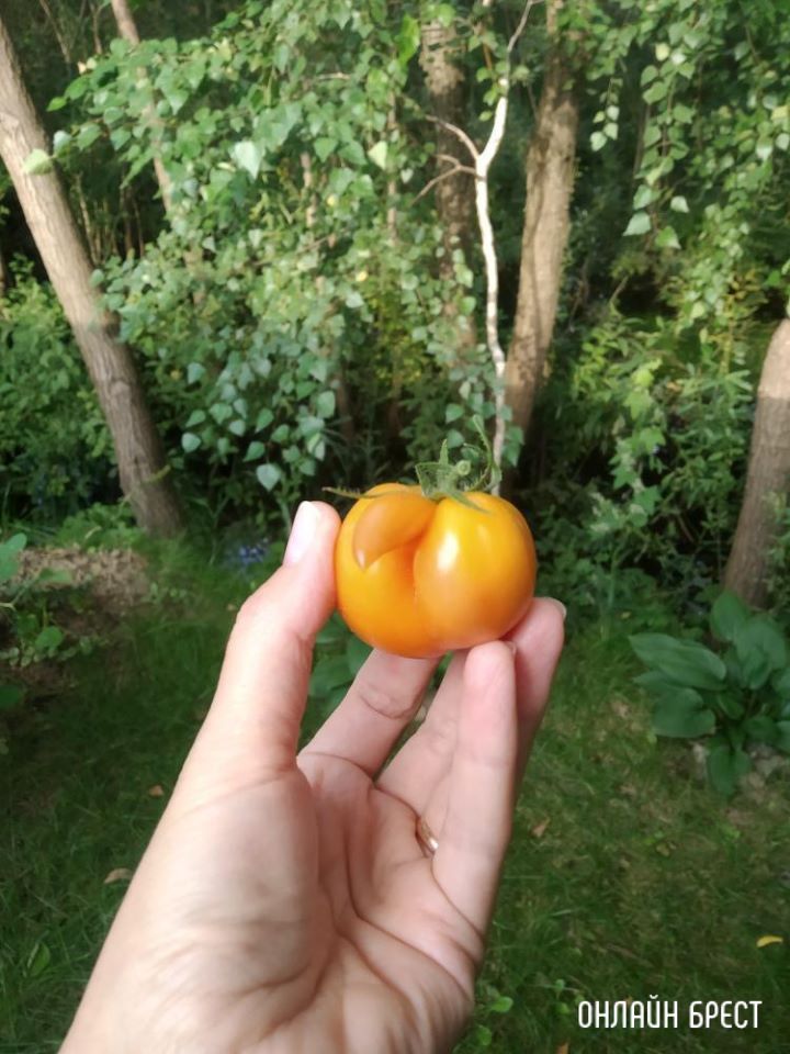 Вот такой забавный помидор вырос у нас в Бресте :)