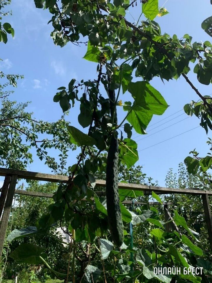 Читательница: Вот такие огурцы растут в Брестском районе (Тюхиничи)