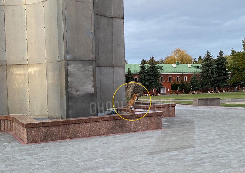 Читательница: По Брестской крепости бегает лиса. Уже который день её там замечаю