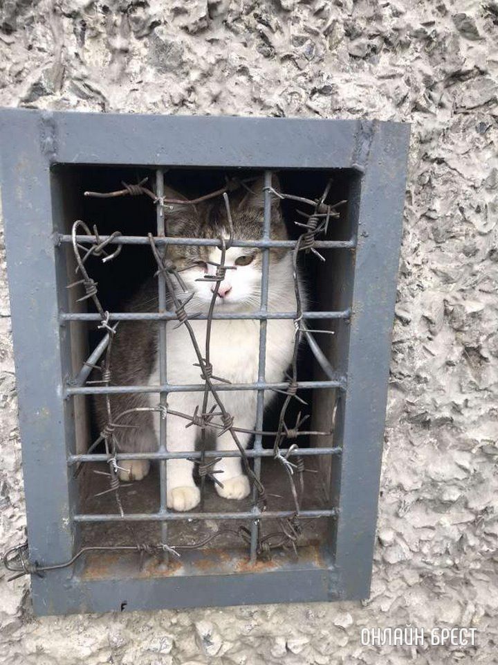 Читатель: Брест, Орловская, 79. В подвале уже несколько дней находятся кошки