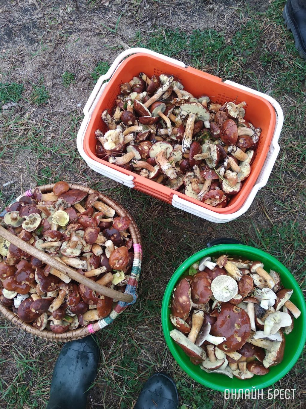 Читатели продолжают делиться фотографиями «грибной охоты»