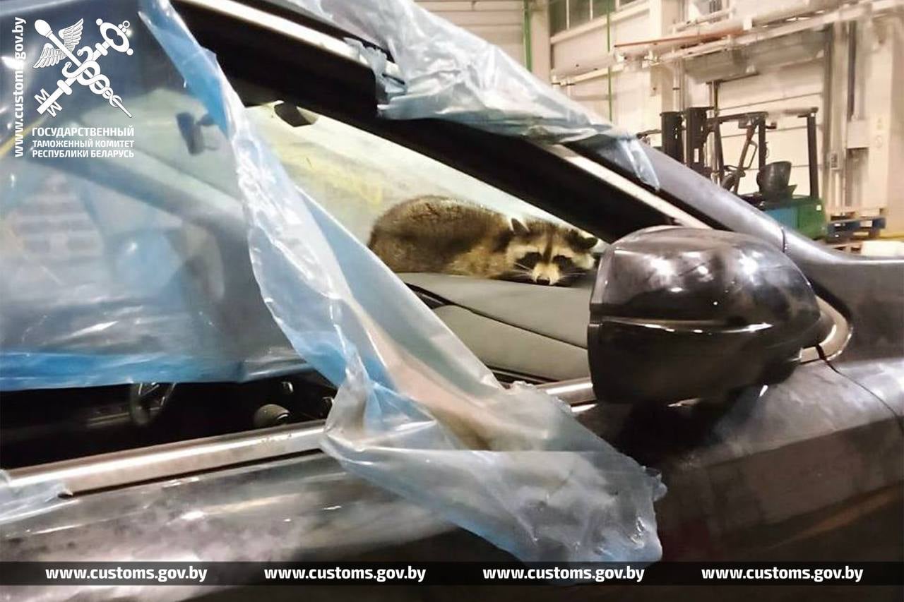 Енот-путешественник преодолел путь из США в Беларусь, спрятавшись в автомобиле