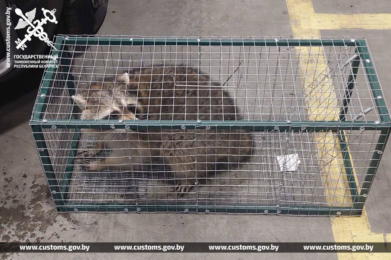 Енот-путешественник преодолел путь из США в Беларусь, спрятавшись в автомобиле