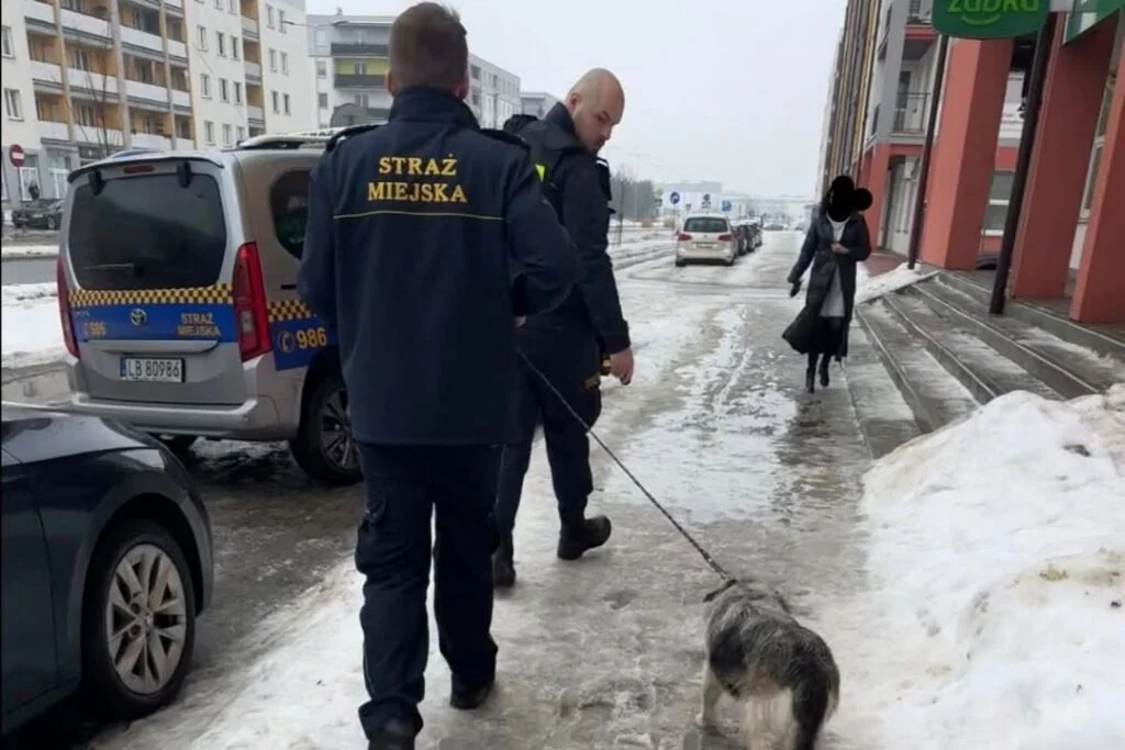 Пропал в Бресте — найден в Польше: как бездомный белорусский пёс оказался за границей