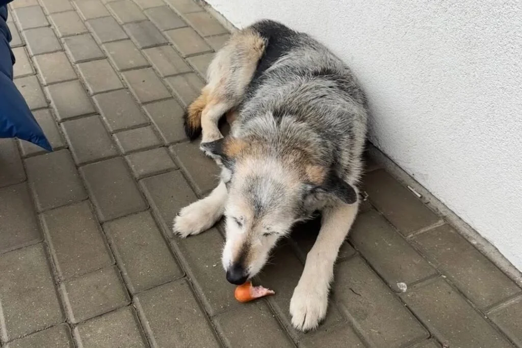 Пропал в Бресте — найден в Польше: как бездомный белорусский пёс оказался за границей