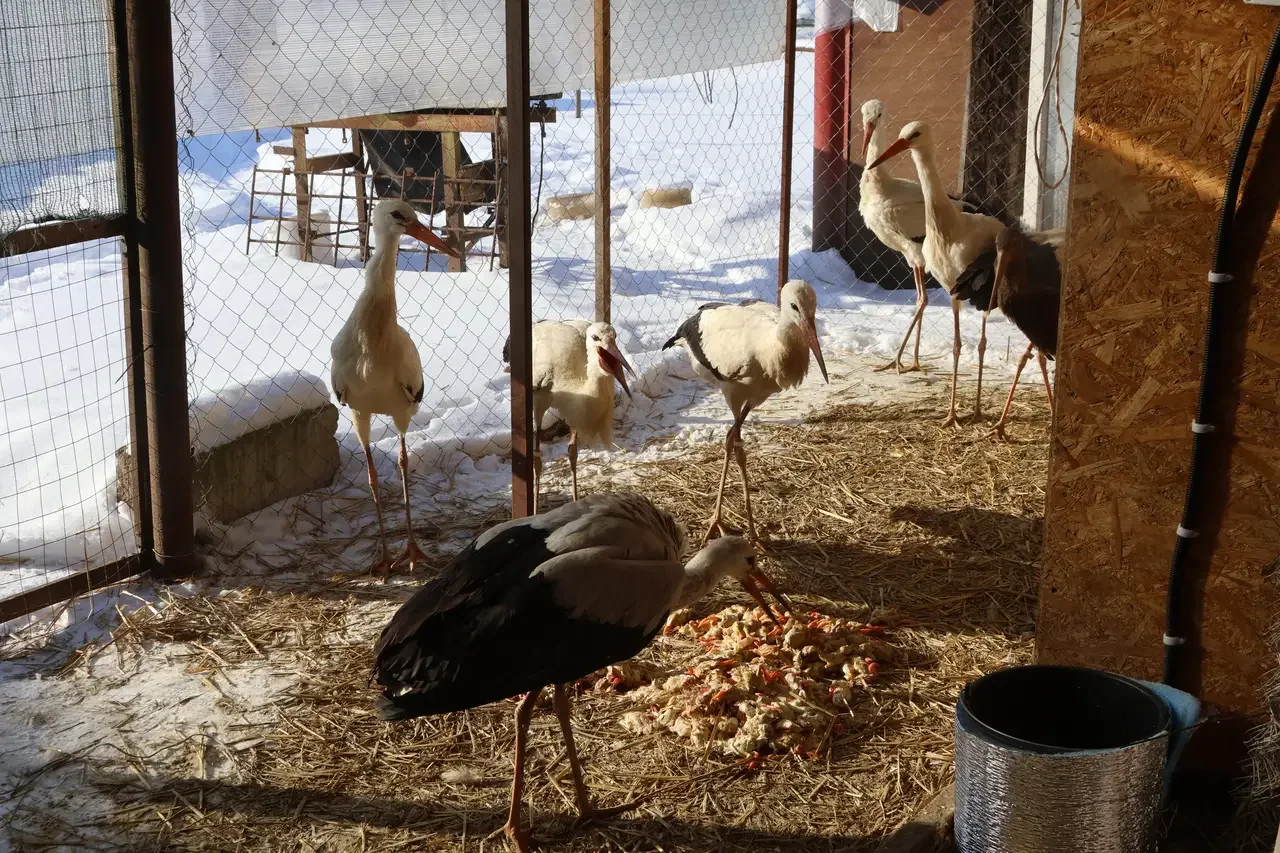 История «Дома Брестского аиста»