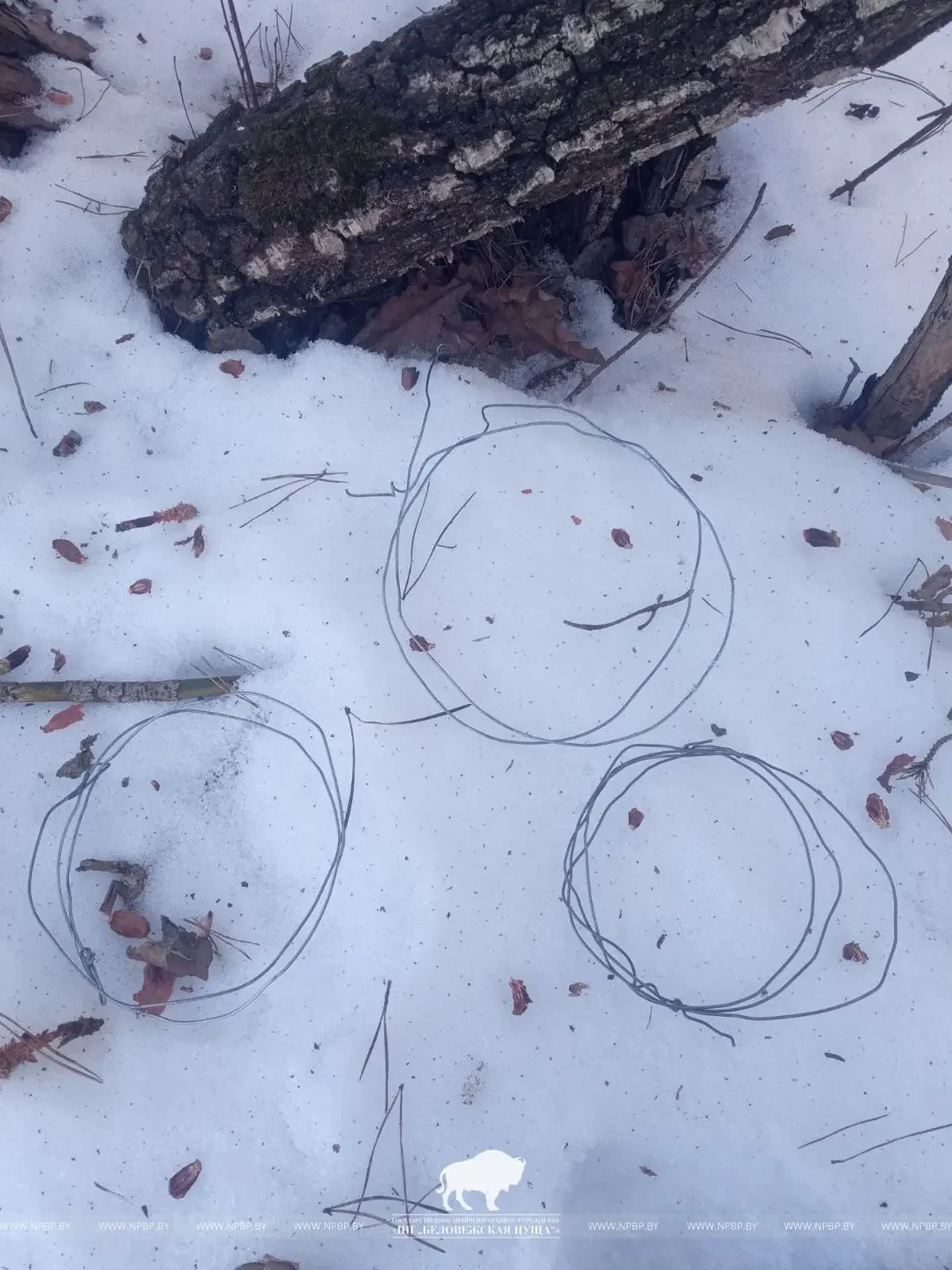 Житель Ивацевичского района ставил петли на зайца