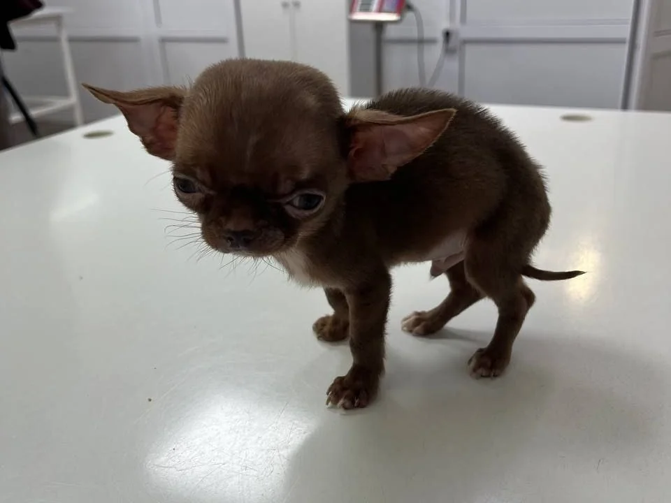 Щенка просто выбросили вместе с мусором. История, от которой сжимается сердце