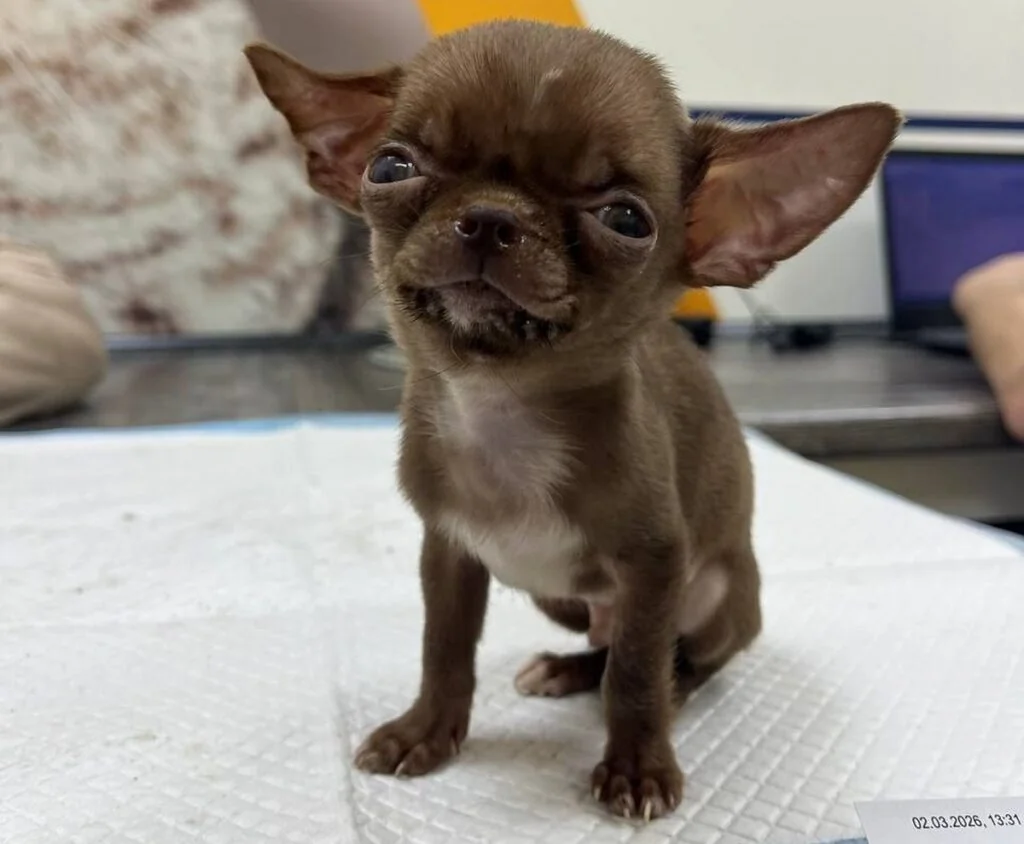 Щенка просто выбросили вместе с мусором. История, от которой сжимается сердце