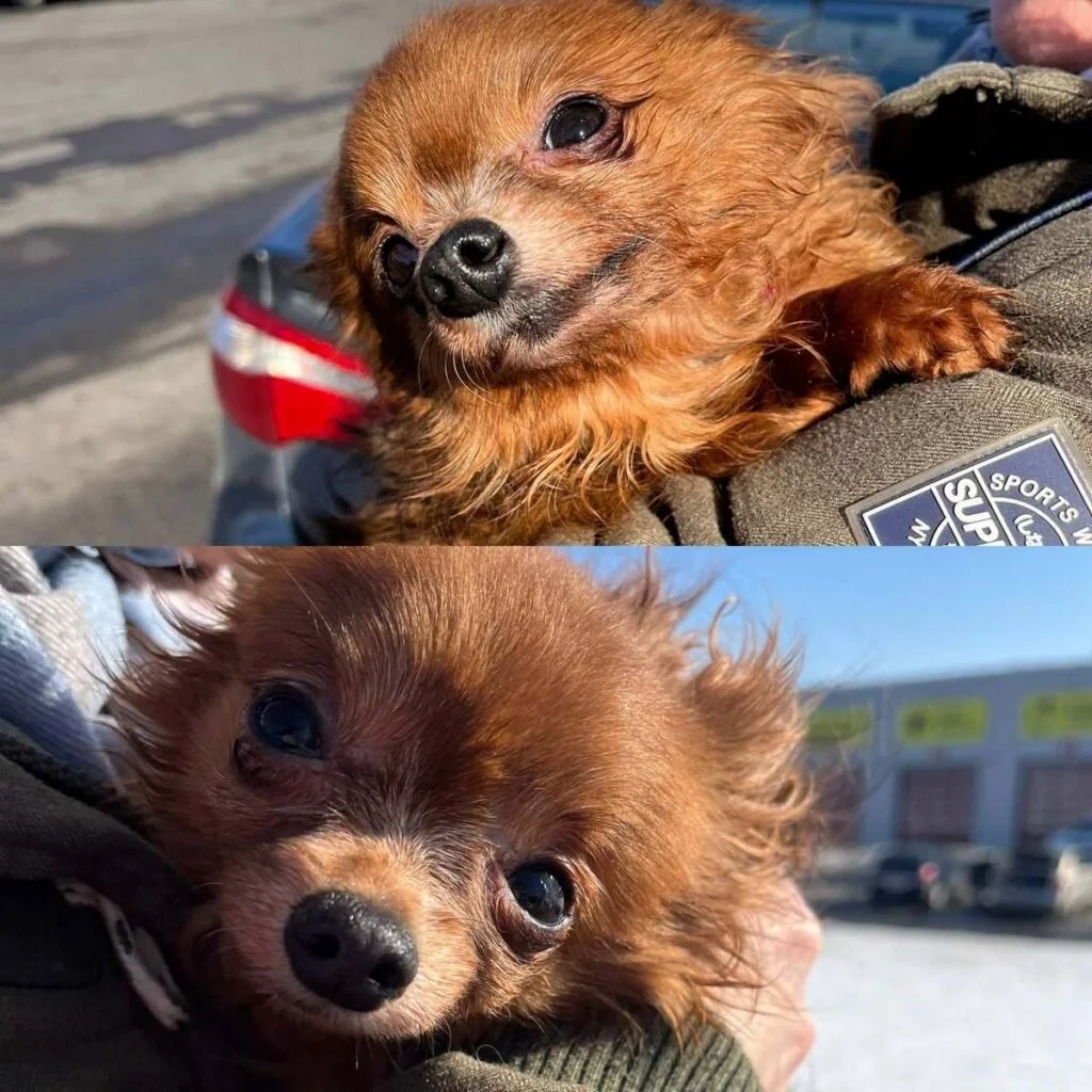 Щенка просто выбросили вместе с мусором. История, от которой сжимается сердце