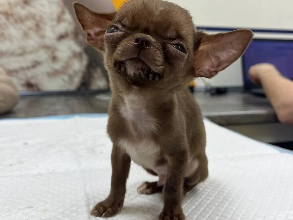 Щенка просто выбросили вместе с мусором. История, от которой сжимается сердце