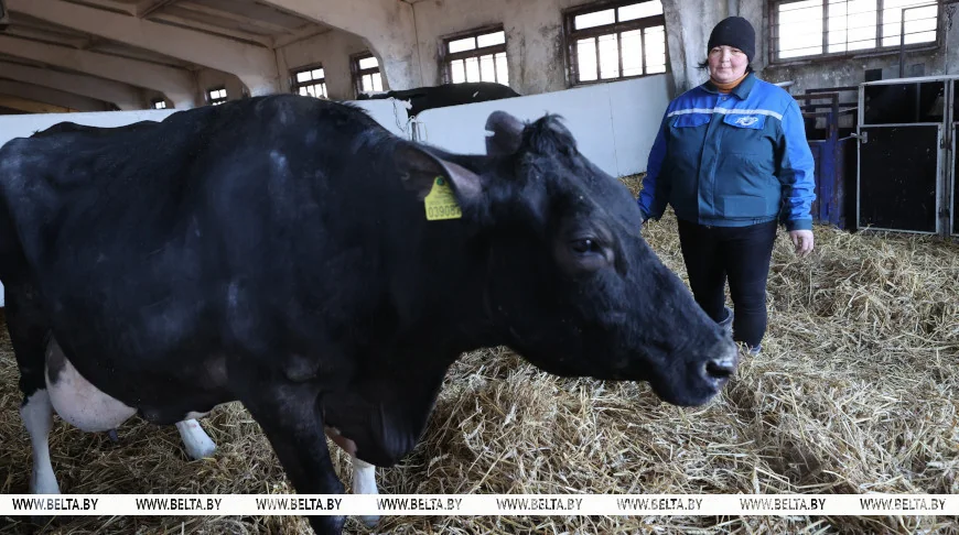 Необычная корова-долгожитель с нежной кличкой живет в Беларуси