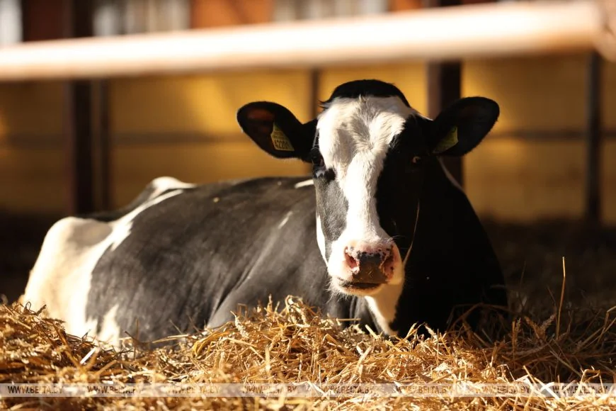 Необычная корова-долгожитель с нежной кличкой живет в Беларуси