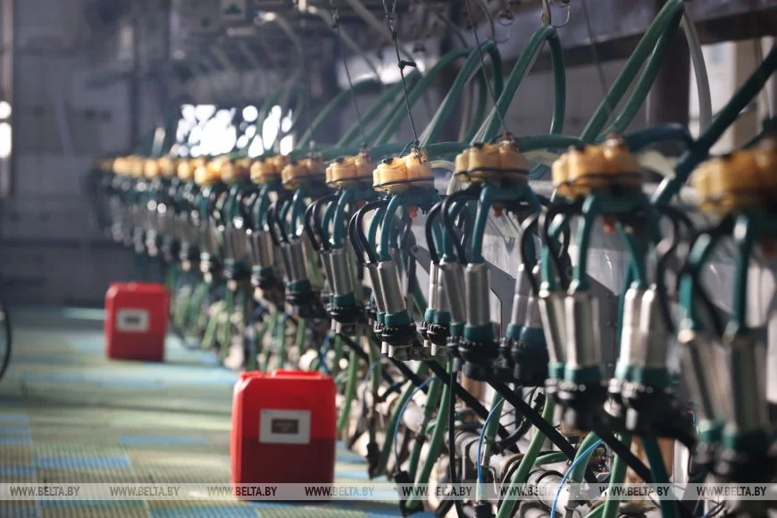 Необычная корова-долгожитель с нежной кличкой живет в Беларуси