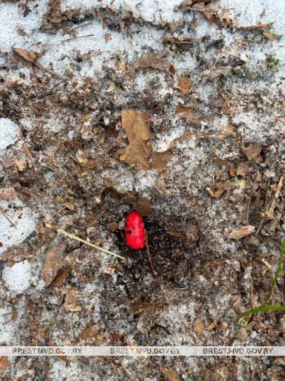 В лесу задержали 19-летнего брестчанина: что нашли в его телефоне