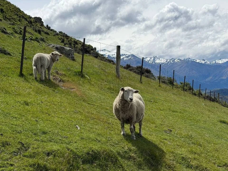 Белорус побывал в Новой Зеландии и рассказал о перелёте и тратах