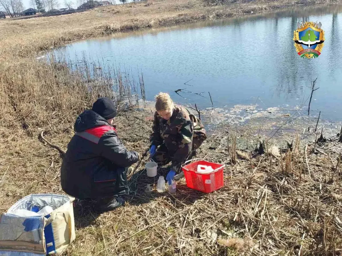 В Лунинце обследуют пруды после гибели рыбы