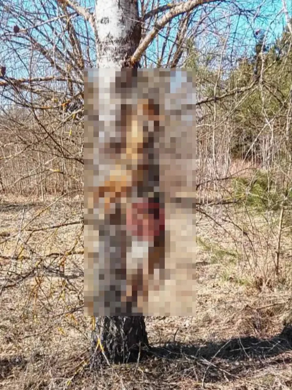 Задержан мужчина, который повесил свою собаку