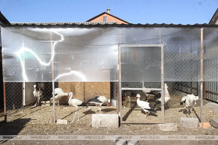 Как случайный птенец аиста превратил брестчанина в спасателя птиц