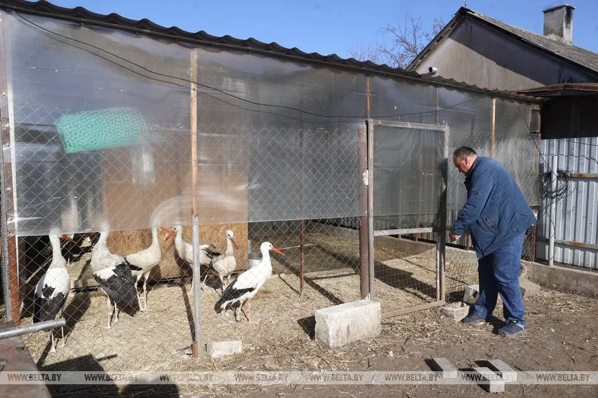 Как случайный птенец аиста превратил брестчанина в спасателя птиц